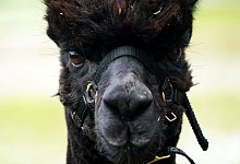 Alpaka &laquo;Geronimo&raquo; - Foto: Jacob King/PA Wire/dpa