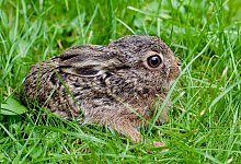 Gefundene Wildtier-Baby - Foto: Patrick Pleul/dpa-Zentralbild/dpa-tmn