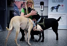 Covid-19-Sp&uuml;rhunde - Foto: Antti Aimo-Koivisto/Lehtikuva/dpa