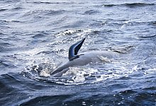 Wale an Westk&uuml;ste Tasmaniens - Foto: Patrick Gee/Pool The Mercury/AP/dpa