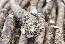 Meerrettich - Foto: Patrick Pleul/dpa-Zentralbild/dpa-tmn