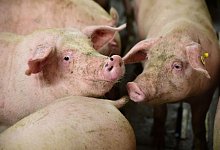 Sauen stehen im Stall. - Annette Schneider-Solis/dpa-Zentralbild/dpa