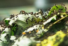 Ameisen im Garten - Foto: Andrea Warnecke/dpa-tmn