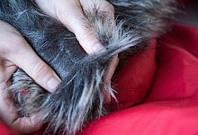 Echtpelz von Kunstpelz unterscheiden - Foto: Franziska Gabbert