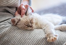 Keine Haustiere verschenken - Foto: Christin Klose/dpa-tmn