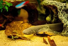 Schwimmw&uuml;hle - Foto: Zacharie Scheurer/dpa-tmn