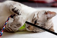 Katze spielt - Foto: Silvia Marks/dpa-tmn