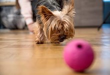 Hunde lieben Spiele - Foto: Christin Klose/dpa-tmn