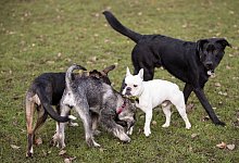 Hunde - Foto: picture alliance / Christian Charisius/dpa