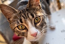 Die Katze ans Baby gew&ouml;hnen - Foto: Franziska Gabbert/dpa-tmn
