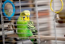 Wellensittich - Foto: Christin Klose/dpa-tmn