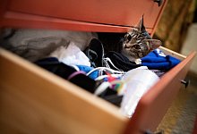 Katze in Schublade - Foto: Franziska Gabbert/dpa-tmn