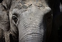 Targa ist 1955 in Indien zu Welt gekommen. - Karl-Josef Hildenbrand/dpa