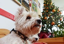 Hart bleiben: Tieren nichts vom Weihnachtsfestmahl abgeben - Foto: Rainer Jensen/dpa/dpa-tmn