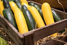 Was sind Hybriden? - Foto: Christin Klose/dpa-tmn