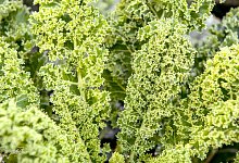 Gr&uuml;nkohl - Foto: Zacharie Scheurer/dpa-tmn