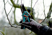 Obstbaum-Schnitt - Foto: Britta Pedersen/dpa-Zentralbild/dpa-tmn