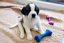 Welpe stubenrein - Foto: Christiane Oelrich/dpa/dpa-tmn