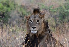 L&ouml;we in Ruanda - Foto: Drew Bantlin/African Parks/dpa