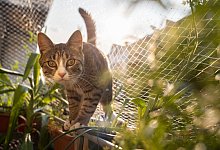 Katzen balancieren gerne auf der Balkonbr&uuml;stung - Foto: Franziska Gabbert/dpa-tmn