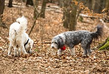 Hunde beim Spaziergang - Foto: Benjamin Nolte/dpa-tmn