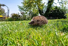 Weil sie sich bei Gefahr einrollen und nicht fl&uuml;chten, sind h&auml;ufig Igel von Verletzungen betroffen. - Armin Weigel/dpa/dpa-tmn