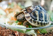 Schildkr&ouml;te - Foto: Markus Scholz/dpa-tmn