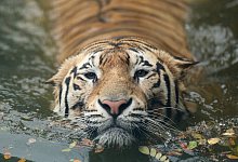 Ein K&ouml;nigstiger - Foto: Md Manik/SOPA Images via ZUMA Wire/dpa/Symbolbild