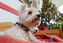 Hunde sollten auch an Weihnachten Tierfutter bekommen - Foto: Rainer Jensen/dpa/dpa-tmn