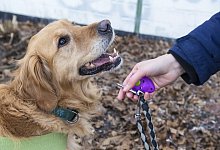 Alter Gef&auml;hrte - Foto: Robert G&uuml;nther/dpa-tmn