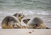 Strandurlaub: Kleine Wale und Seehunde in Ruhe lassen - Foto: Mohssen Assanimoghaddam/dpa/dpa-tmn
