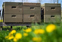 Bienen - Foto: Sina Schuldt/dpa