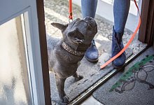 Was tun mit dem Hund - Foto: Christin Klose/dpa-tmn