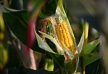 Ein Maiskolben auf einem Feld - Patrick Pleul/dpa