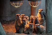 Tier-Patenschaften im Zoo - Foto: Julian Stratenschulte/dpa