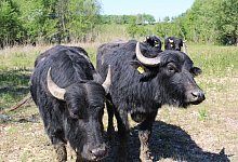 Gro&szlig;weideprojekt M&uuml;ssen - Lorraine Brinkmann