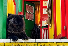 Ein Hund im Praterviertel in Wien - Daniela David/dpa-tmn