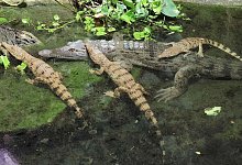 Zoo hilft bei Auswilderung von Krokodilen - Anna Rauhaus/K&ouml;lner Zoo/dpa