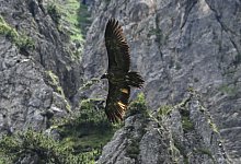 Das Bartgeier-Weibchen Wally fliegt auf dem undatierten Foto im Nationalpark Berchtesgaden durch die L&uuml;fte. - Michael Wittmann/Landesbund f&uuml;r Vogelschutz /dpa