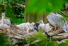 Zwei Pelikank&uuml;ken - Mathias Appel/Zoo Duisburg / M. Appel/dpa