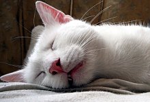 Bielefelder Katzencaf&eacute; - Archivfoto: Alexandra Buck