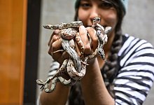 Baby-Boom im Reptilienhaus - Felix K&auml;stle/dpa