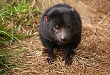 Seit 1941 stehen die Beutelteufel unter Schutz. - Aussie Ark/dpa