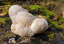 Igelstachelbart ist «Pilz des Jahres 2026» - Detlef Schoenfeld/DGfM/dpa