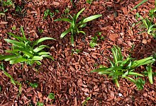 Rindenmulch - Foto: Arno Burgi/dpa-Zentralbild/dpa