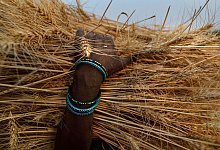 Ein Bauer im indischen Bundesstaat Uttar Pradesh mit einem B&uuml;ndel Weizen&auml;hren in der Hand. Der zweitgr&ouml;&szlig;te Weizenproduzent Indien hat den Export von Weizen mit sofortiger Wirkung verboten. - Rajesh Kumar Singh/AP/dpa