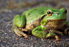 Frosch im Garten - Foto: Stefan Sauer