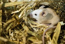 Stachelmaus - Foto: Markus Scholz/dpa-tmn