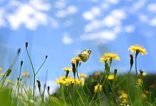 Schmetterling auf Blumenwiese - Karl-Josef Hildenbrand/dpa