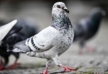 Stadttauben - Kirsten Neumann/dpa-tmn